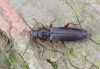 tesařík modřínový (Brouci), Tetropium gabrieli, Cerambycidae, Asemini (Coleoptera)